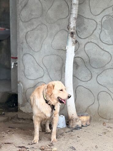 лабрадор купить: Labrador-retriver, 1 il, Erkek, Peyvəndli, Ünvandan götürmə — 4