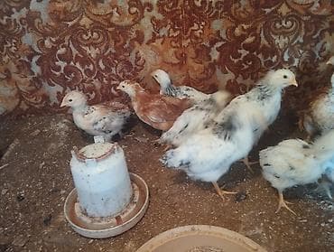 heyrati cuce: Toyuq cücələri, Ətlik, Pulsuz çatdırılma — 6