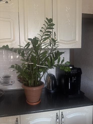 bitki guli: Zamioculcas zamiifolia (ZZ plant) – iri, çoxzoğalı dekorativ otaq — 1