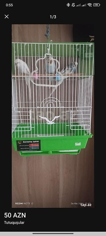 danisan popuqay: Tutuqusu satilir 2 erkek 1 disi qefes yem yemqablari ustunun torbasi — 3