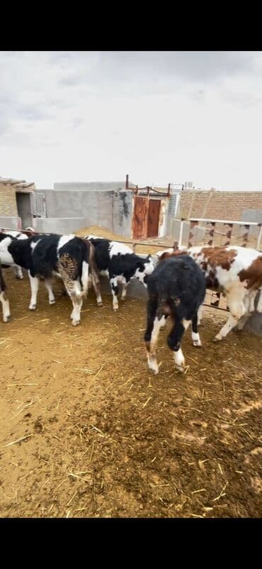 Atlar: Satışda – müxtəlif rənglərdə və yaşlarda dana qrupı. Xüsusiyyətlər: - — 5