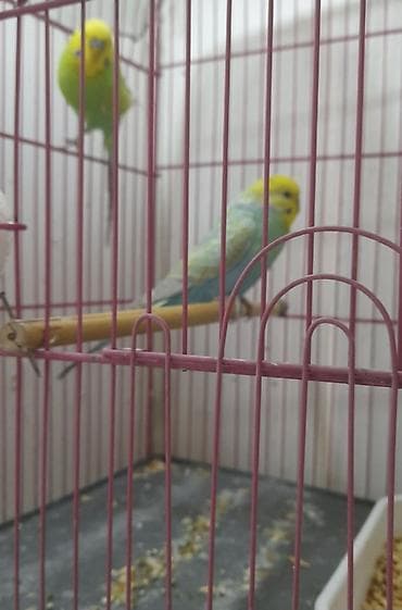 alabay itlerin satisi: Növ: Dalmatin rəngli dalğıçlar (budaqlar üzərindəki xırda göy-yaşıl — 3