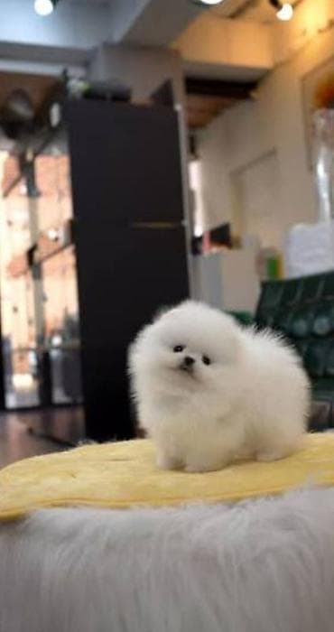 pomeranian spitz baku: Şpitz, 2 ay, Sənədli — 1