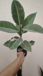 qamış: Alpiniya 6 və 7 azn. Məhsul: Variegatlı — 12