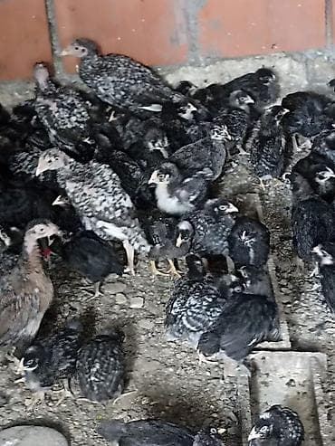 cücə damı: Toyuq cücələri, Damazlıq — 1