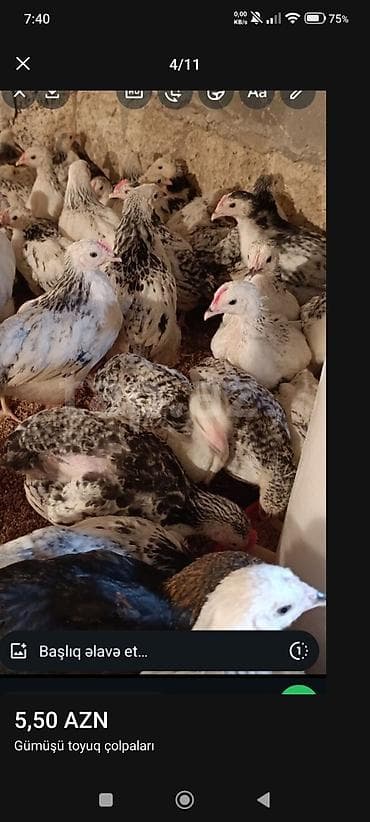 bildirçin əti satışı: ‼️ Serebrist Colpaları Endirim olundu 2 ay yarımlığ tam sağlam — 6