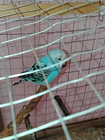 ag itler: Məhsul: Dalmatin naxışlı mavi-bulat rəngli dalğa papuqayı (budgerigar) — 3