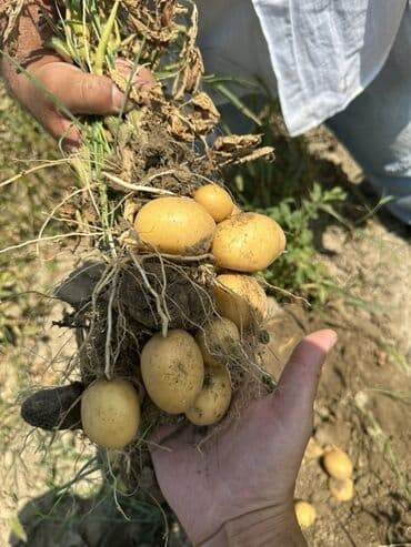 сливочное масло в баку: Toxumlug ve satis ucun kartof var Yalniz kamazla satilir az miqdarda — 3