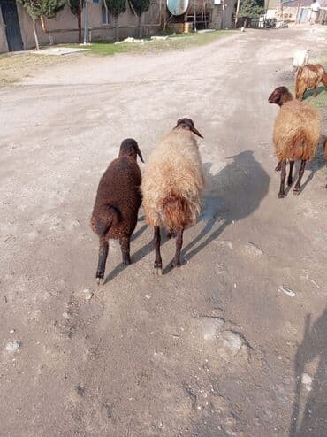 qoyun qoc: Qoyun və Quzu – yerli ətlik-südlük istiqamətli - Rəng: tünd — 3