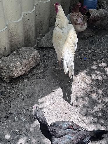 eşey satışı: Salam Cavan Ağ heyratı satılır hündür xoruzdu Çırmaya oynayır — 6