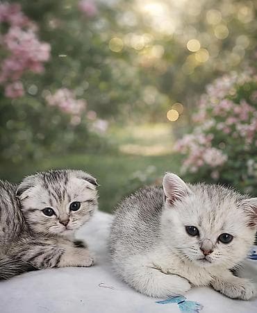 sotland pişik: Şotland, Dişi — 3