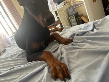 Doberman, Erkek