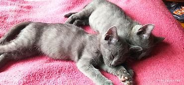 boyumeyen pisik: Rus mavi — 2