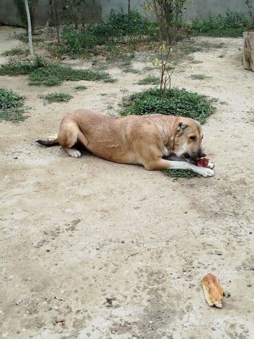 it satişi: Qurdbasar, 3 il — 3