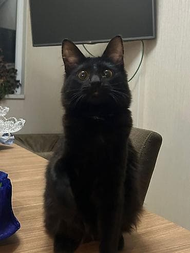 naxcivan heyvan elanlari: Dişi, Yaxşı əllərə — 5