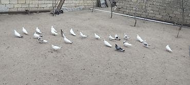 Akvariumlar: Təgizilmə Quşlar di Hamsi Bir quşxananin Quşlardi Törəmə di — 6