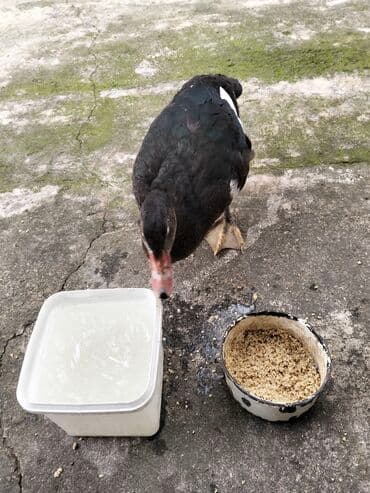 quzu şəkilləri: Erkək, | Lal ördək, Damazlıq, Ünvandan götürmə — 12