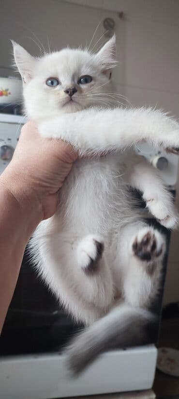 Erkək, Yaxşı əllərə, Ünvandan götürmə, Ödənişli çatdırılma