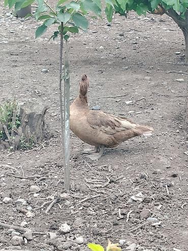 ari satisi azerbaycanda: Gorduyunuz ordeylerin yumurtlari satcilir — 5