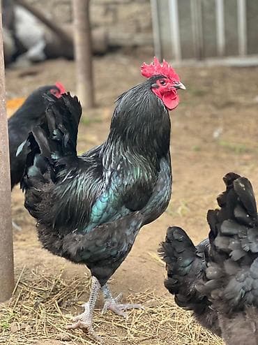 hinduska: AvStRoLoP YuMuRTaLari 1 azn HeyRati YuMuRTaSi 1.5 BraHMa YumURTaLaRi 1 — 2