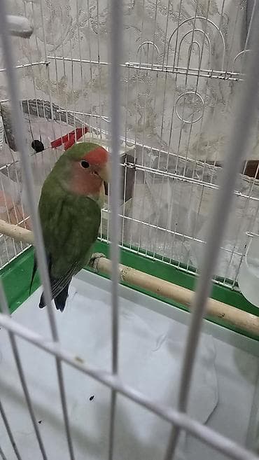 quslar type 1: Nrazlucnik erkey disidi bir balasi var yeke kletkadadi kletkanin ozun — 3