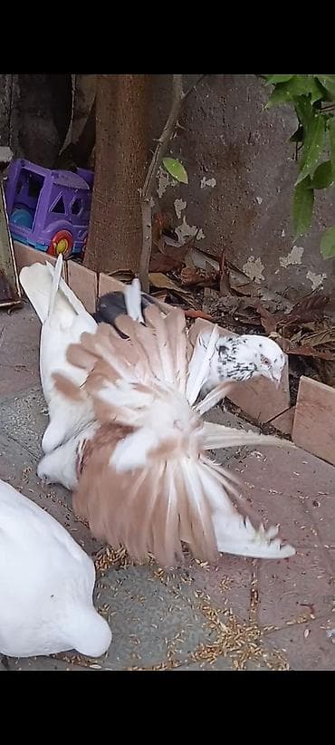 hamster satis: Salam pavlin satılır qoşa cəpdi — 2