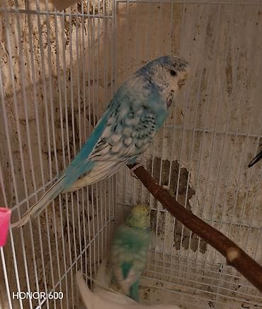 quslar: 15-ayliq çex disi. cemi birdefe cutde olub. whatsapla elaqe saxlayin — 1