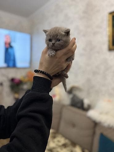 1 azn pişik: Şotland yastı qulaq, Yaxşı əllərə — 5