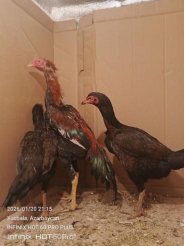 toyuqlar xoruzlar: Məhsul: Qıf (uzunboyun) tipli döyüşkən xoruz 6 aylıqdır — 3