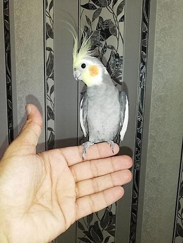Digər heyvanlar: Ərkək Korella papuqayı – ələ öyrəşmiş, sakit və mehriban ev quşu — 3