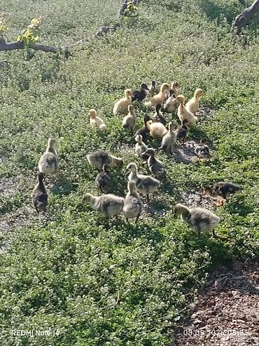eşşək sudu satışı: Pekin qışqıran ördəklər və qaz balalari.12gunlukduler.dermasiz — 3