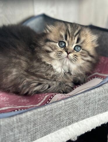 heyvan satışı: Şotland yastı qulaq, Erkək, Dişi — 4