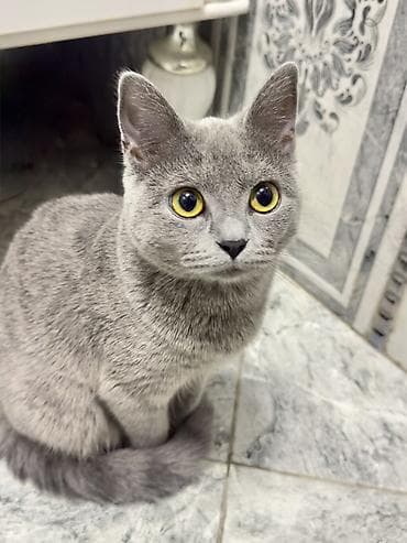 Rus mavi, Dişi, Yaxşı əllərə, Ünvandan götürmə, Ödənişli çatdırılma