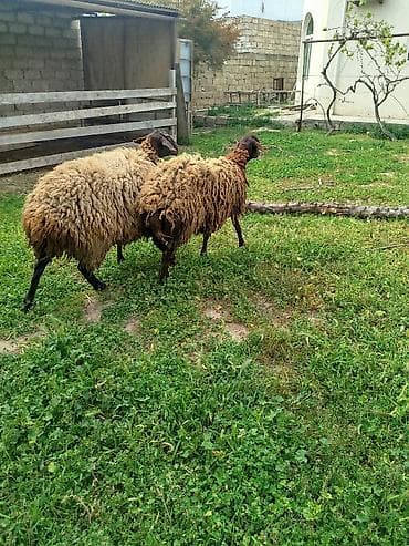 qoyun alıram: Qoyunlar – yerli cins - Say: 2 baş Salam iki super damazlıq qala — 3