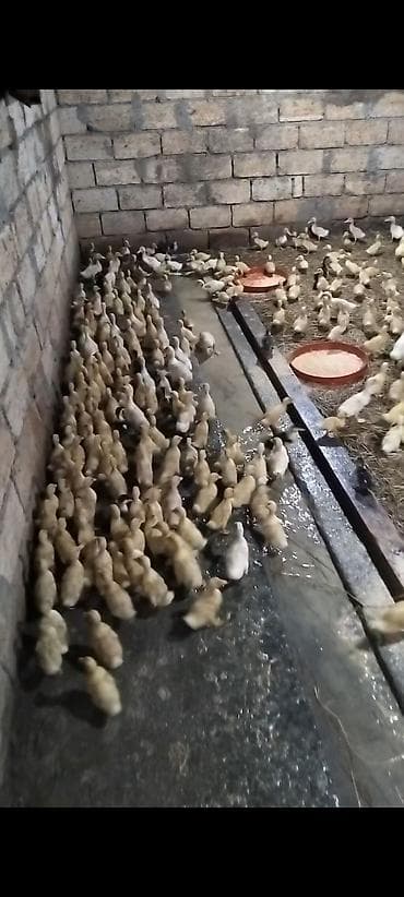 qaz ördey: Salam 240 Eded 16 günlük Saf Qan Ağır Cekili Orginal Pekin Ördekleri — 3