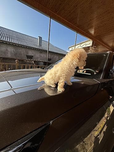 toy pudel satilir: Pudel, 2 ay, Erkek, Ünvandan götürmə — 4