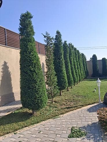 heyet qapisi: Canlı rulon qazon və landşaft abadlaşdırma xidməti - Rulon qazon — 10