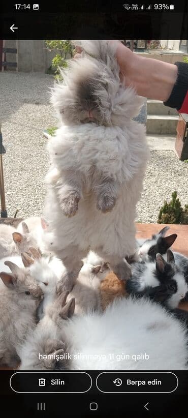 afçarka balası: Akor balası 10m — 5