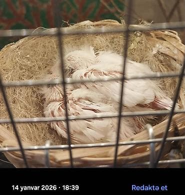 qulda amadin: Zebra amadini (taxta perch üzərində və qəfəsdə yuva ilə birlikdə — 2