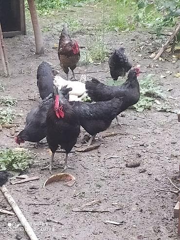 heyratı o şamo: Toyuq, Australorp, Damazlıq, Ünvandan götürmə — 3