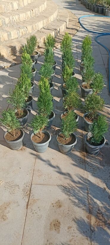 gül toxumları satışı: Dekorativ çöl bitkilərinin satışı və Sifarişlə yetişdirilməsi.Satış — 10