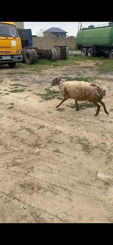 unvan az qoyun satilir: Bogaz dişdi qoyun 20 güne doğar — 2