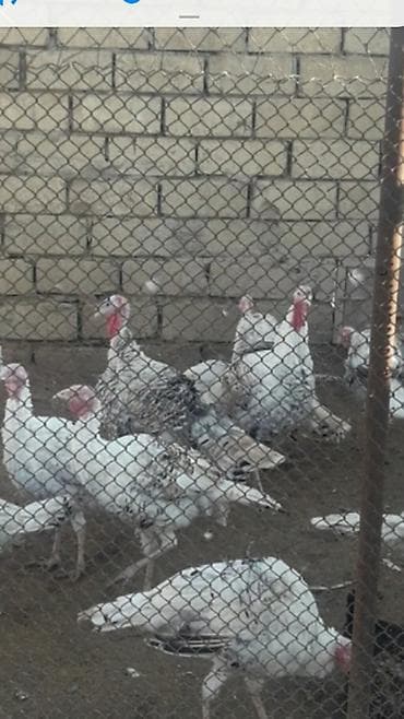 K/t heyvanları və malları: Məhsul: Türki (hindi) quşları – ağ ləkəli yerli damazlıq Təsvir: - — 1
