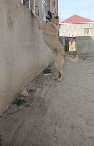 отдам собаку в хорошие руки: Qurdbasar, 2 il, Erkek — 9