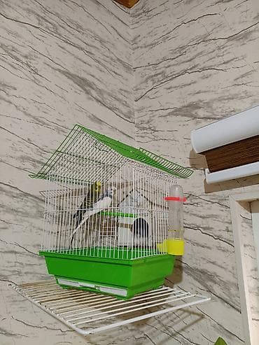 Quşlar: Dalmatin və klassik rəngli iki dalğıç tutuquşu (budaqlar üzərində) ilə — 2