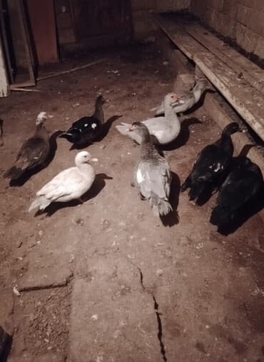 Lal prdəy yumurtaları macar sortu hal hazırda 10dənə var təzə düşüb lalafo.az -da Lal prdəy yumurtaları macar sortu hal hazırda 10dənə var təzə düşüb