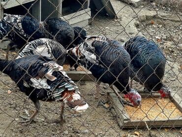 İtlər: Həyət hinduşkaları satılır. Qidası buğda və otdur. Tam sağlamdırlar və — 2