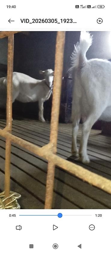 sudluk keci: Saanen keçiləri. Bir ana-bala və bir boğaz keçi. Balalar əkizdir — 1