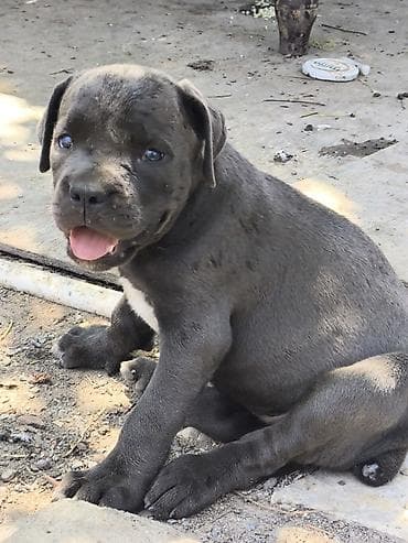dogo argentin: Kane-Korso, 2 ay, Dişi, Peyvəndli, Pulsuz çatdırılma — 2