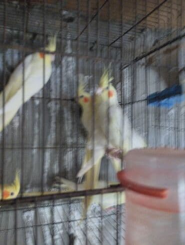 quş şəkilləri: Məhsul: Kakadu nimfa papağanları (Cockatiel) Təsvir: - Şəkillərdə — 1